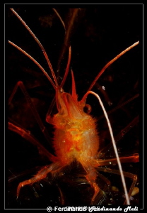 Shrimp's portrait. by Ferdinando Meli 